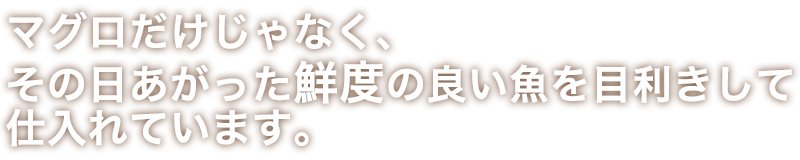 マグロだけじゃなく、その日あがった鮮度の良い魚を目利きして仕入れています。