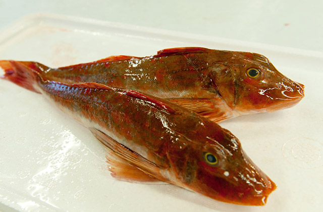 魚