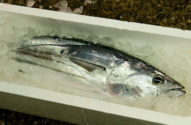 魚